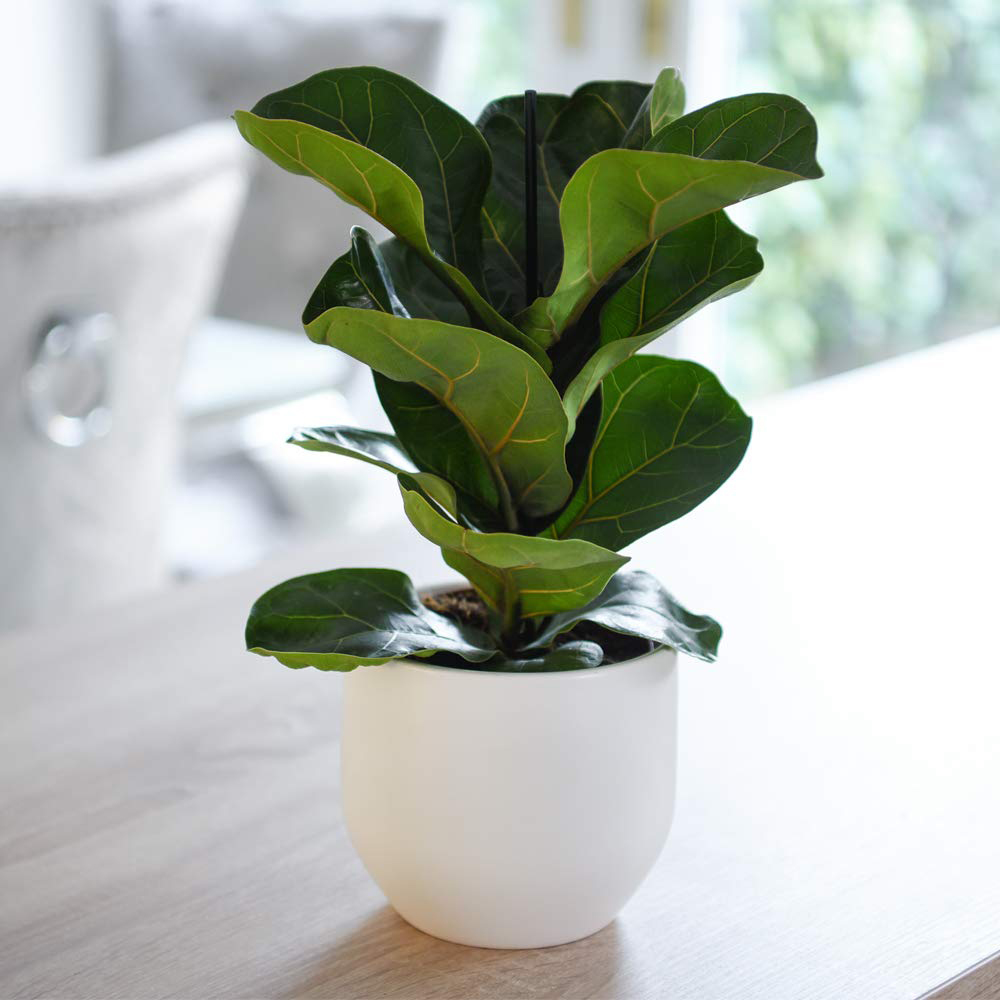 Thompson and Morgan Ficus Lyrata Compacta Fiddle Leaf Fig Plant Pot 9cm 2 Pack Image 7