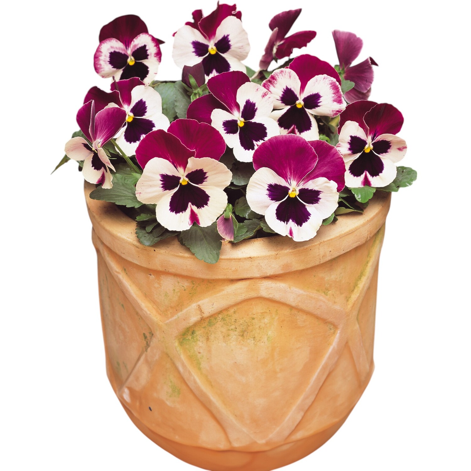 Pansy Cassis Plant Purple Image