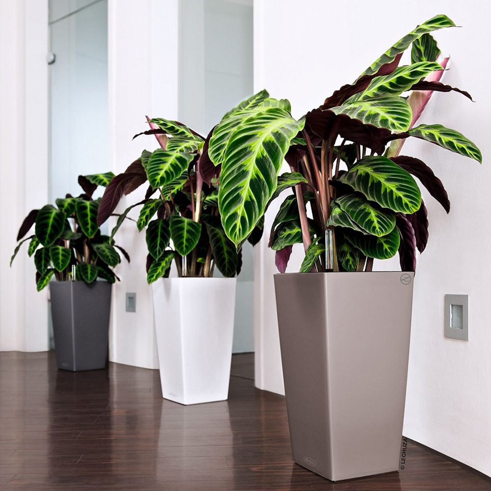 Lechuza Cubico Colour 40 Slate Poly-Resin Self-Watering Planter 75cm Image 5