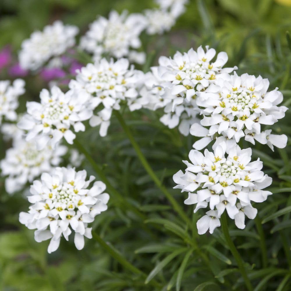 Thompson and Morgan Organic Candytuft Iberis Amara White Pinnacle Seed Packet Image 2