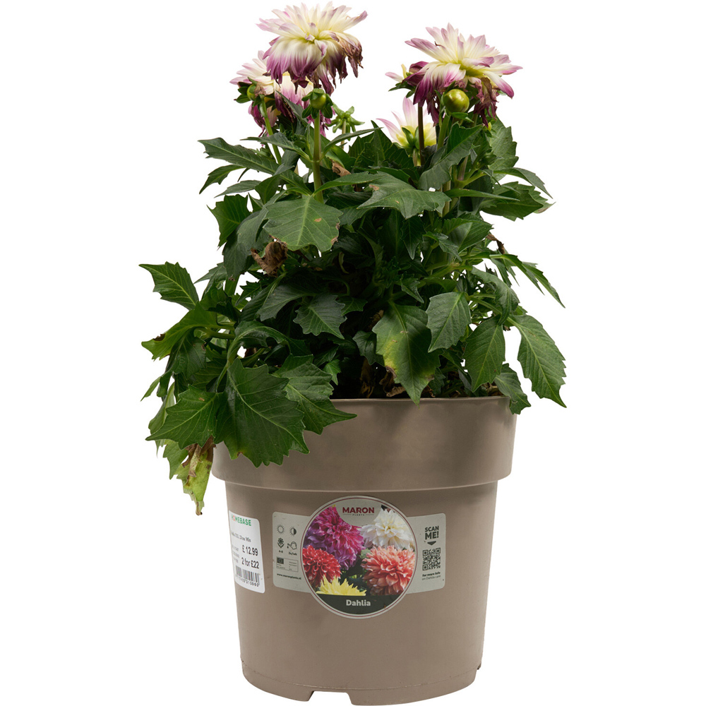 Dahlia XXL Mixed Plant Image 2