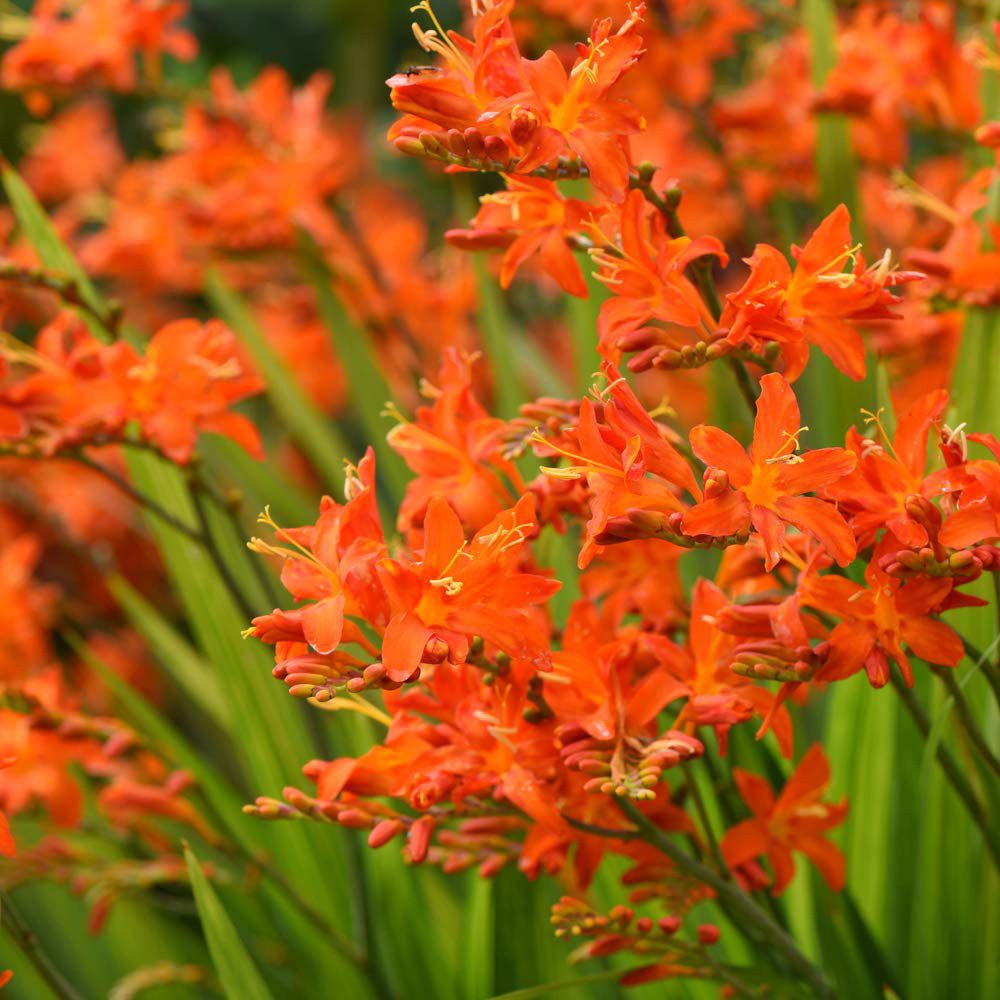 Thompson & Morgan Crocosmia Spitfire Planting Bulb 10 Pack Image 4