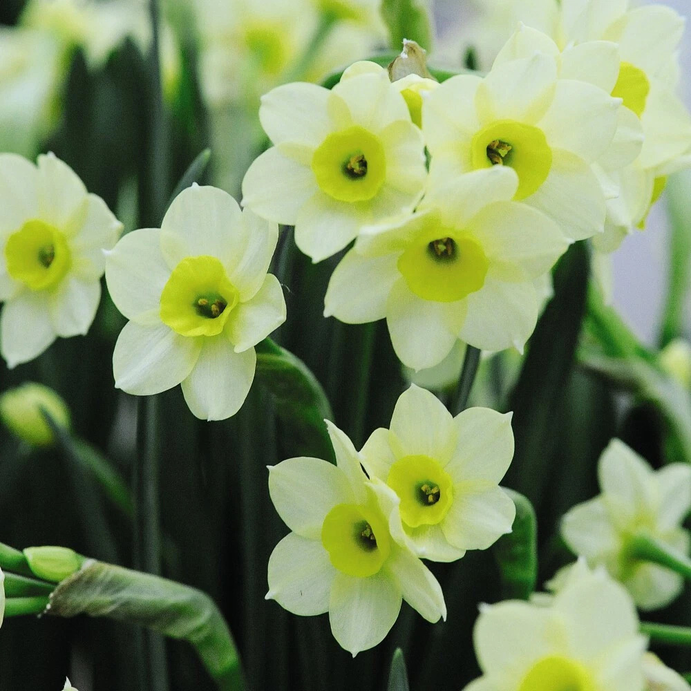 Thompson and Morgan Daffodil Minnow Planting Bulb 40 Pack Image 2