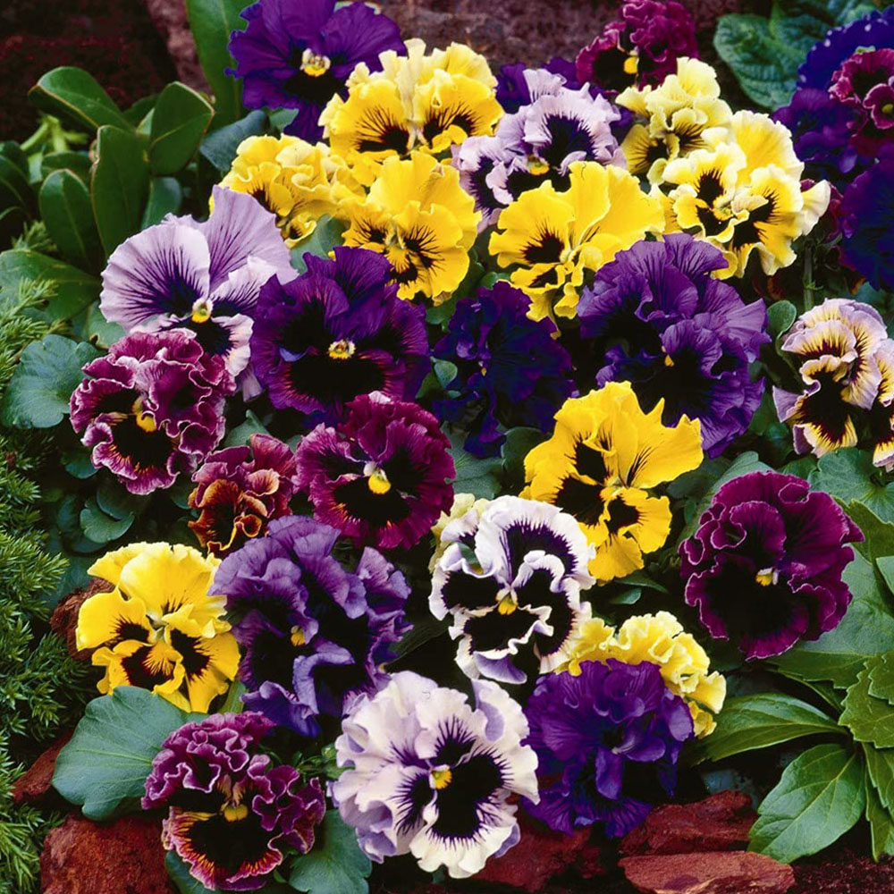 Thompson and Morgan Pansy Frizzle Sizzle Mixed Garden Ready Plant 30 Pack Image 4