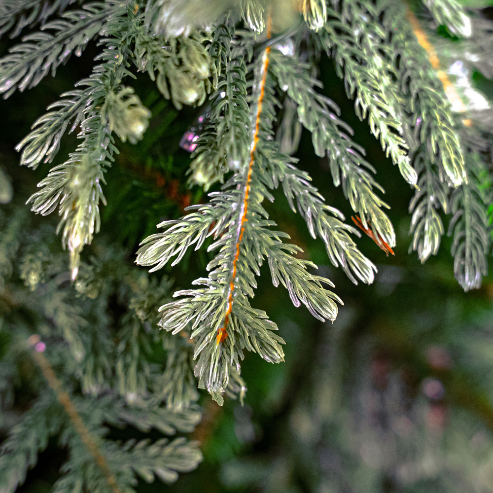Bosk Northern Nobel Artificial Christmas Tree 6.5ft Image 4