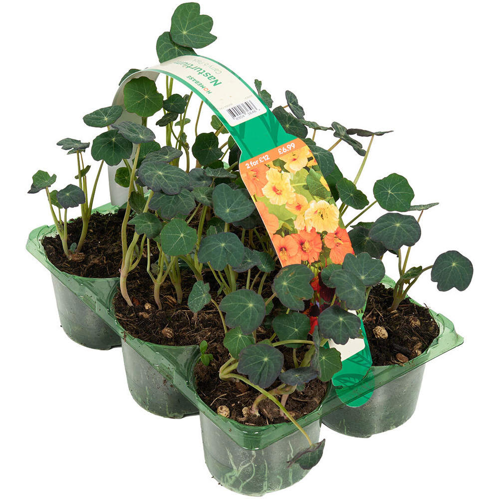 Pack of 6 Nasturtium Plants Image 4