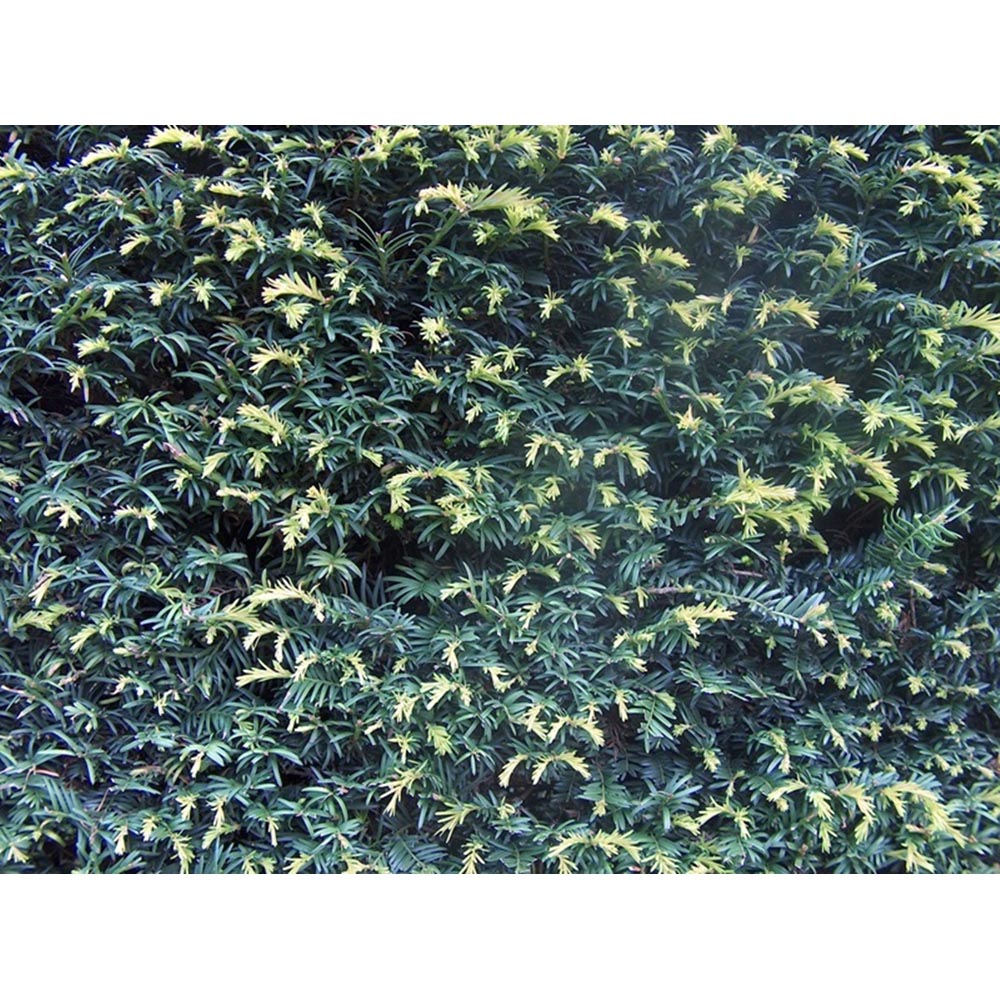 Inspirational Gifting Yew Evergreen Bare Root Hedge Plant Sapling 30-40cm 20 Pack Image 7
