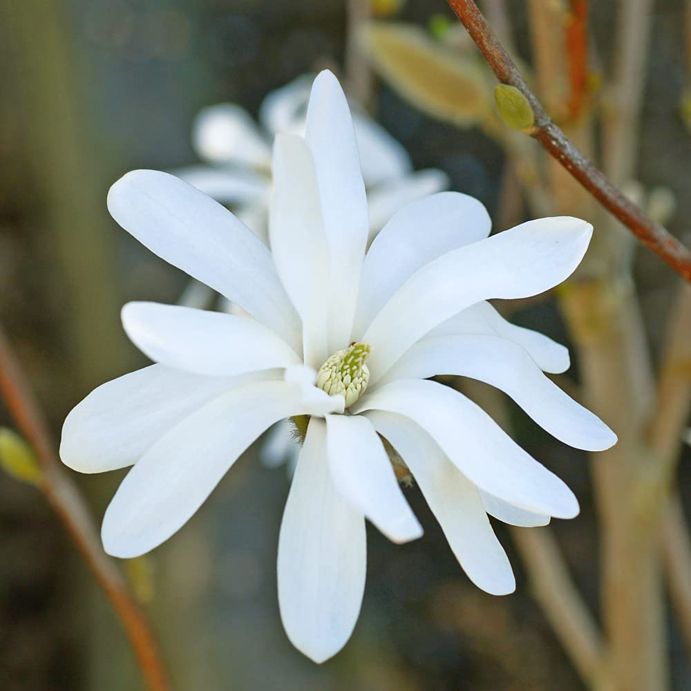 Thompson and Morgan Magnolia Stellata Royal Star Plant Pot 3.5L Image 2