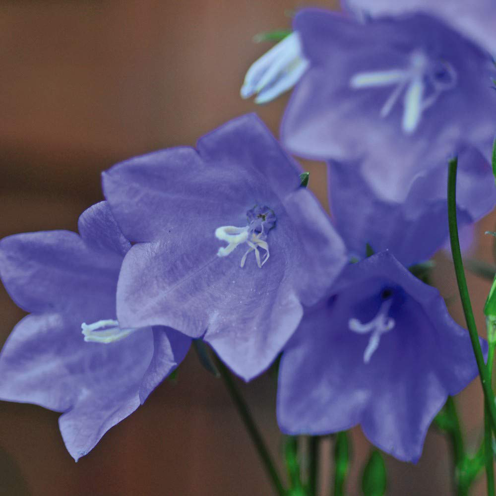 Thompson and Morgan Campanula Persicifolia Takion Blue Garden Ready Plant 30 Pack Image 6