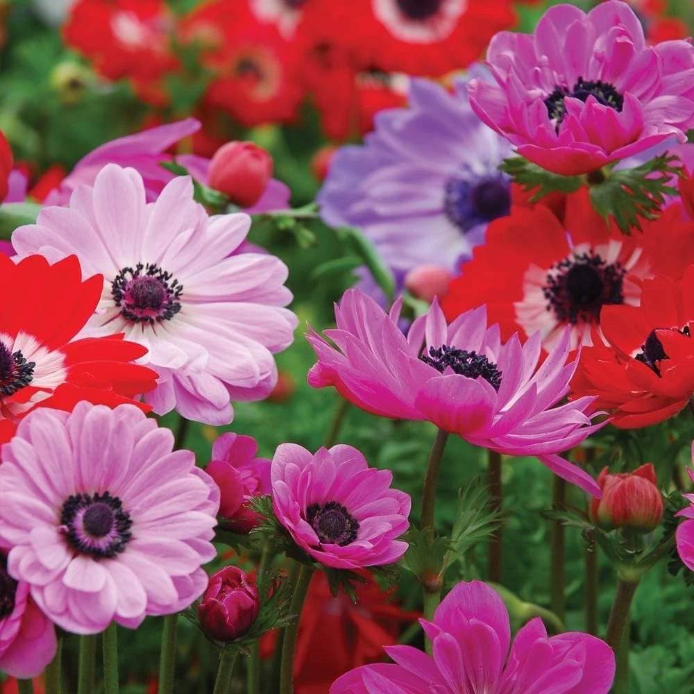 Thompson and Morgan Anemone St Brigid Doubles Planting Bulb 50 Pack Image 4