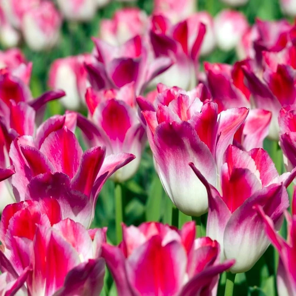 Thompson and Morgan Tulip Colour Changing Collection Planting Bulb 64 Pack Image 2