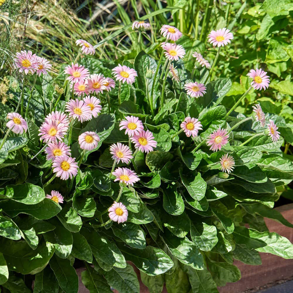 Thompson and Morgan Gerbera Garvinea Cheeky Pink Plant Pot 7cm Image 5