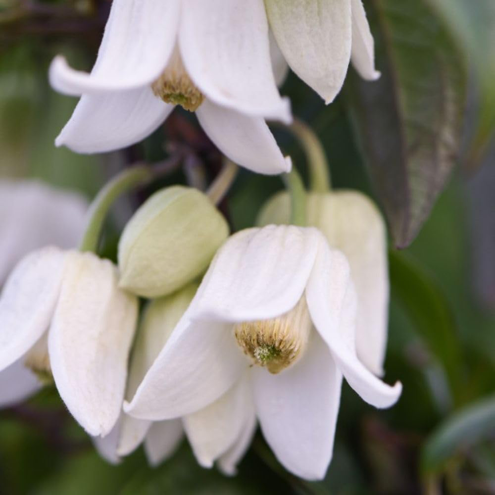 Thompson and Morgan Clematis Winter Beauty Tower Pot 7cm 2 Pack Image 4