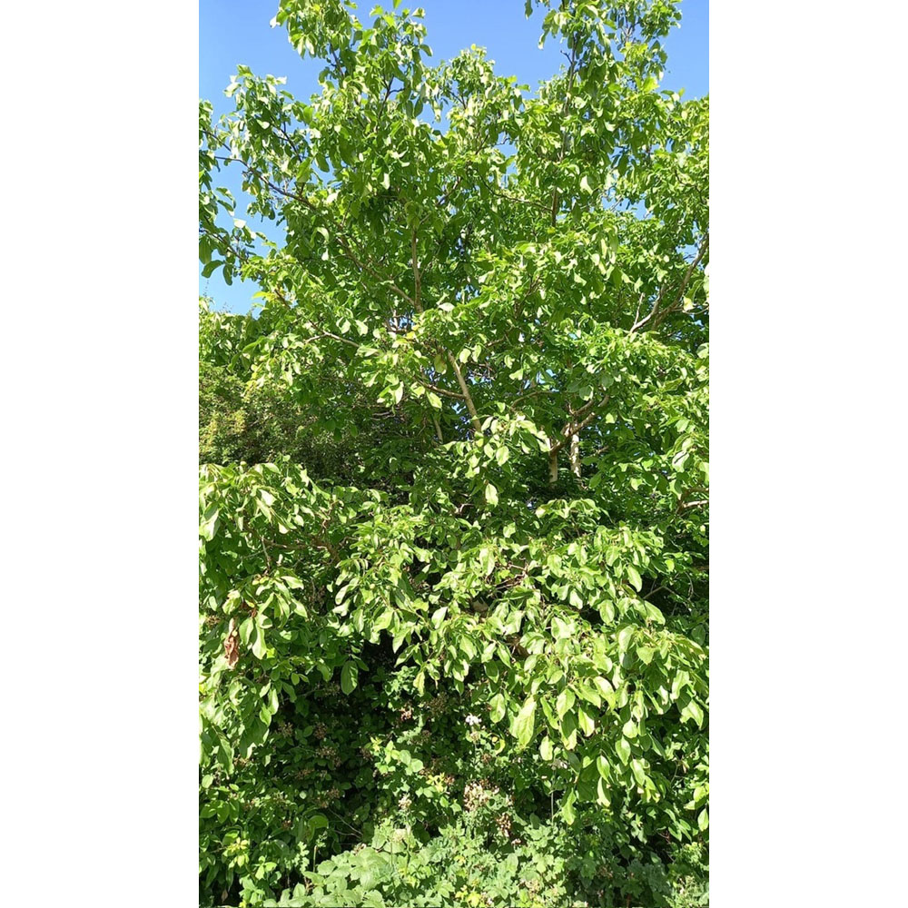 Inspirational Gifting Walnut Hedge Plant Sapling 40-60cm 5 Pack Image 5