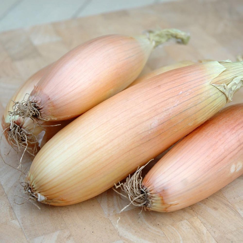 Thompson and Morgan Golden Onion Kappa Seed Packet Image 2