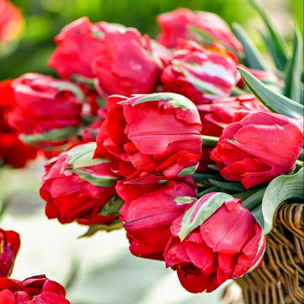 Thompson and Morgan Tulip Ile D'Amour Planting Bulb 16 Pack Image 3
