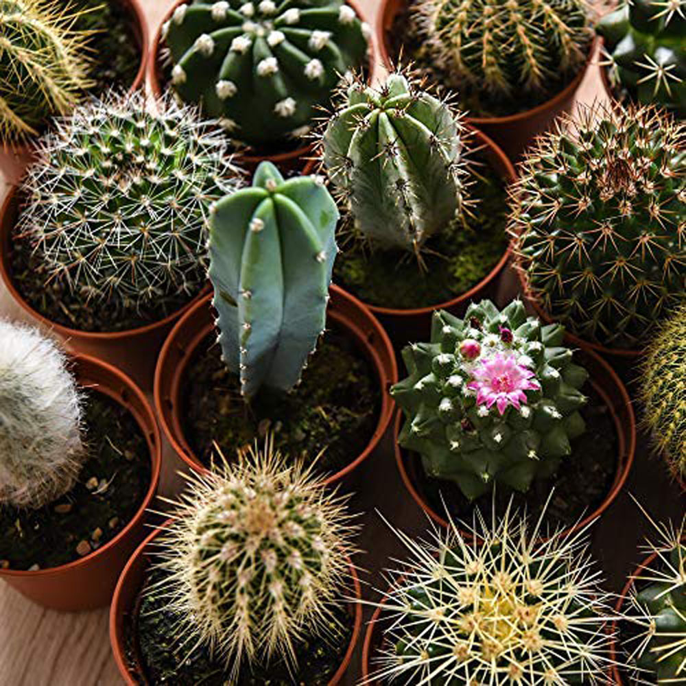 Thompson & Morgan Cactus Mixed Potted Plant 5.5cm 3 Pack Image 4