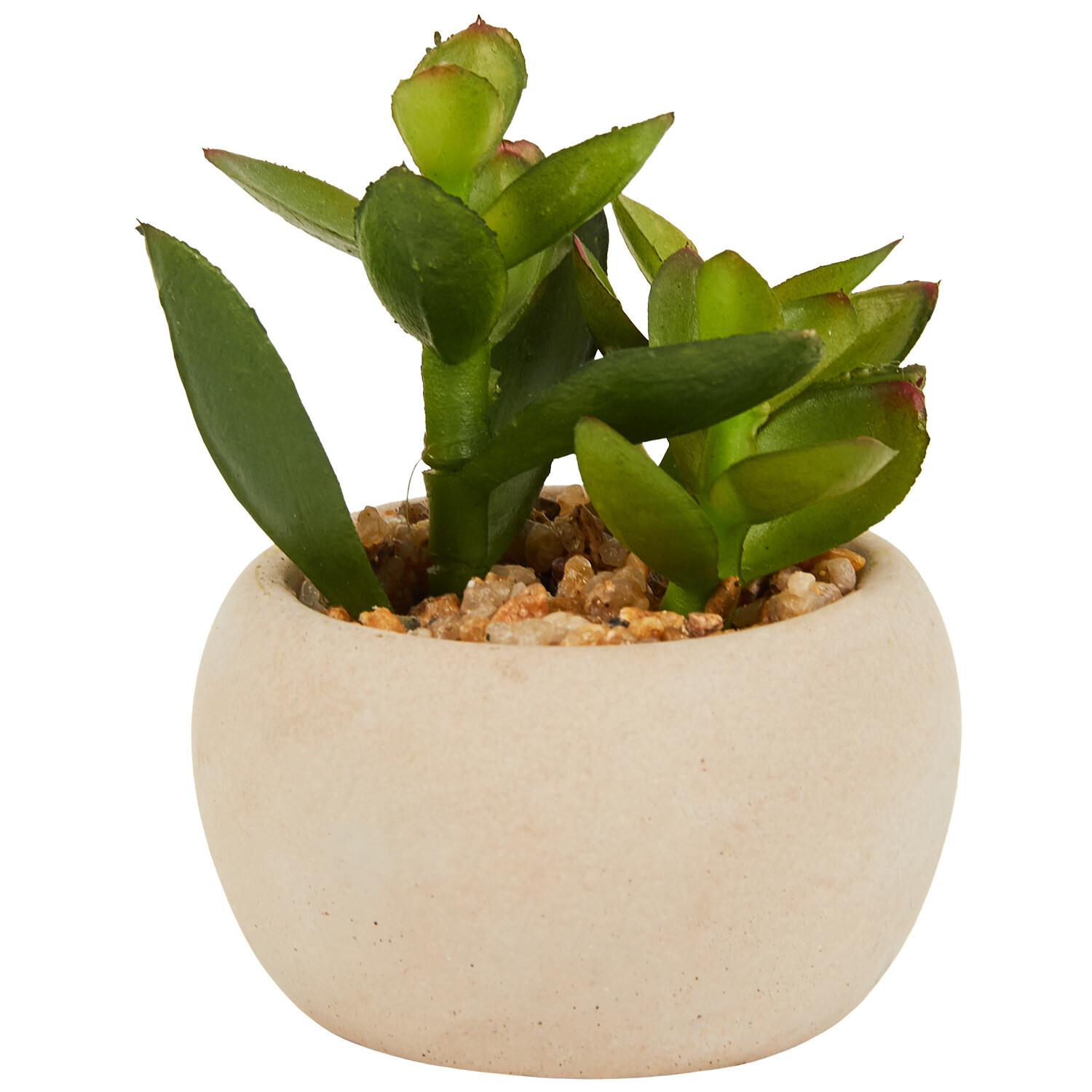 Mini Succulent in Pot - Green and Cream Image 13