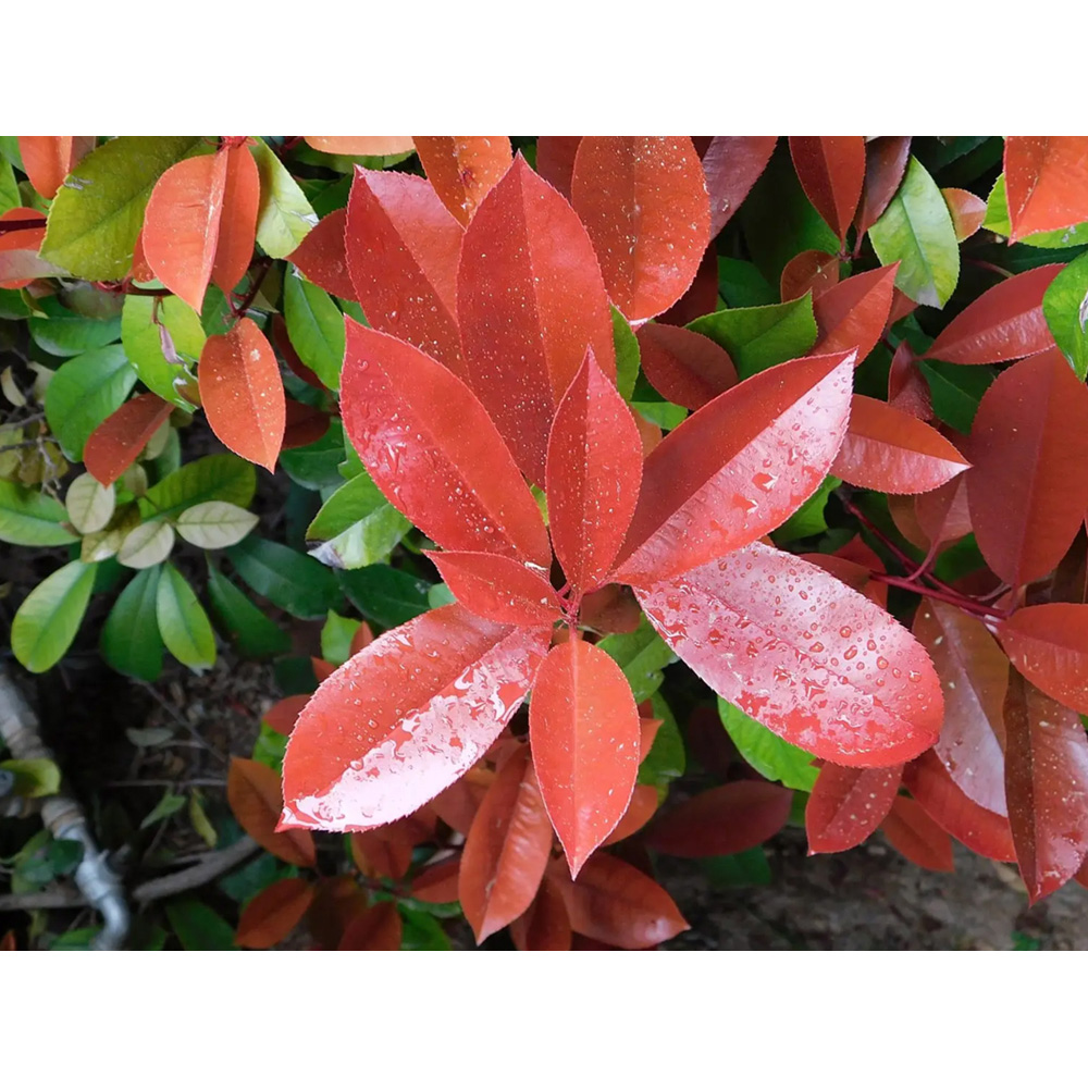 Inspirational Gifting Photinia Hedging Plants Evergreen Bare Root Tree 30-60cm 20 Pack Image 7