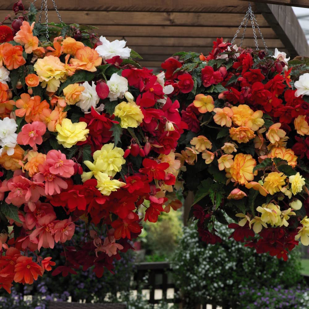 Thompson and Morgan Begonia Illumination Mix Preplanted Hanging Basket 25cm 2 Pack Image 6