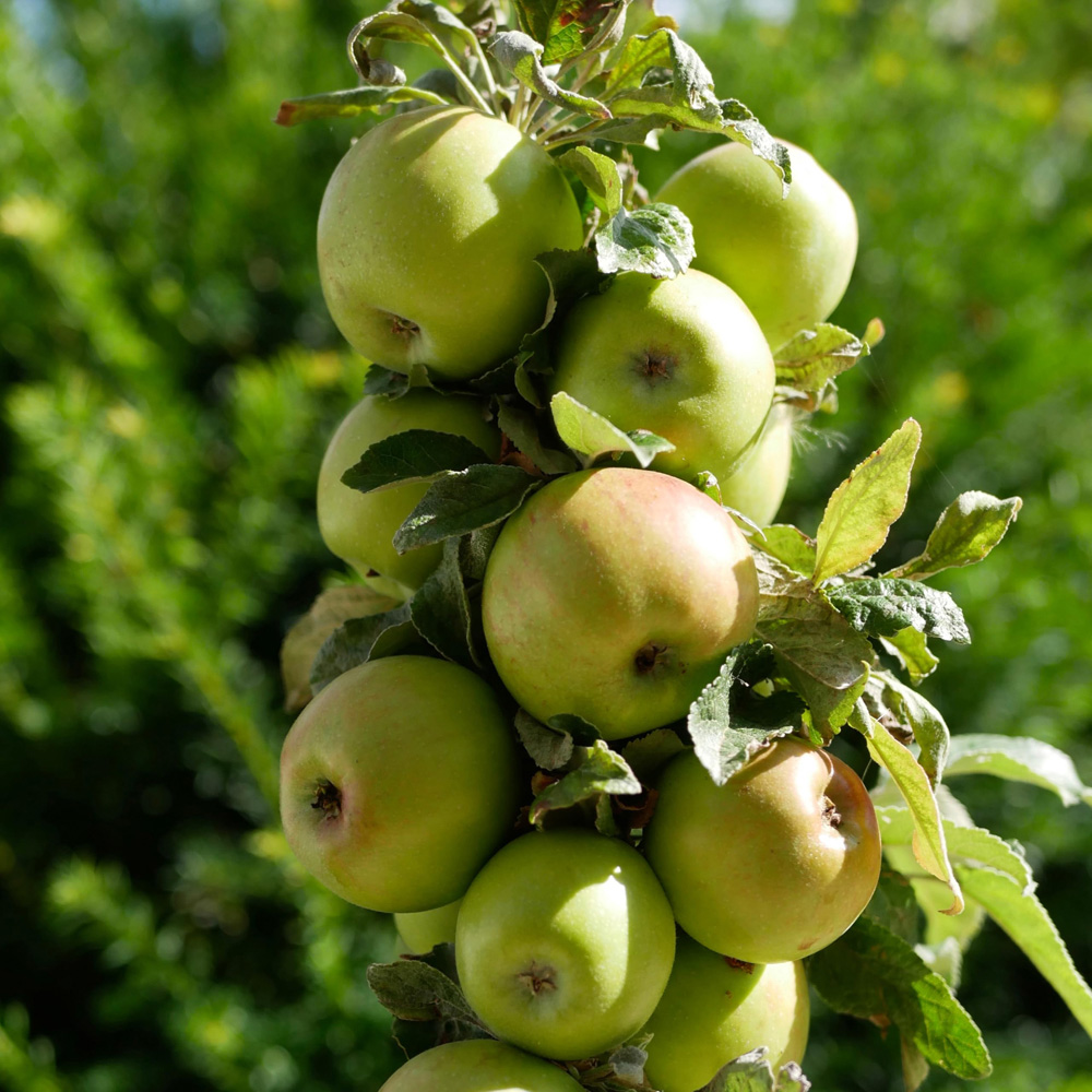 Thompson and Morgan Apple Malus Golden Delicious Espalier Plant Pot 5L Image 8