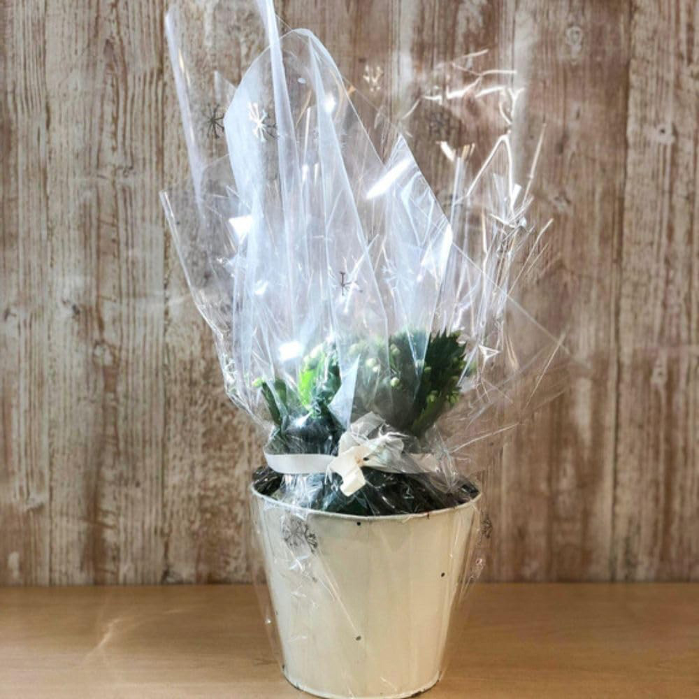 Thompson and Morgan Christmas Gift Cactus White Salvado Plant Pot 12cm Image 6