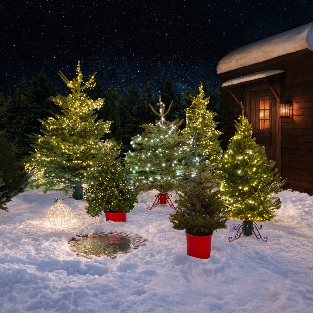 Nordman Fir Real Christmas Tree - Green / 8ft Image 3