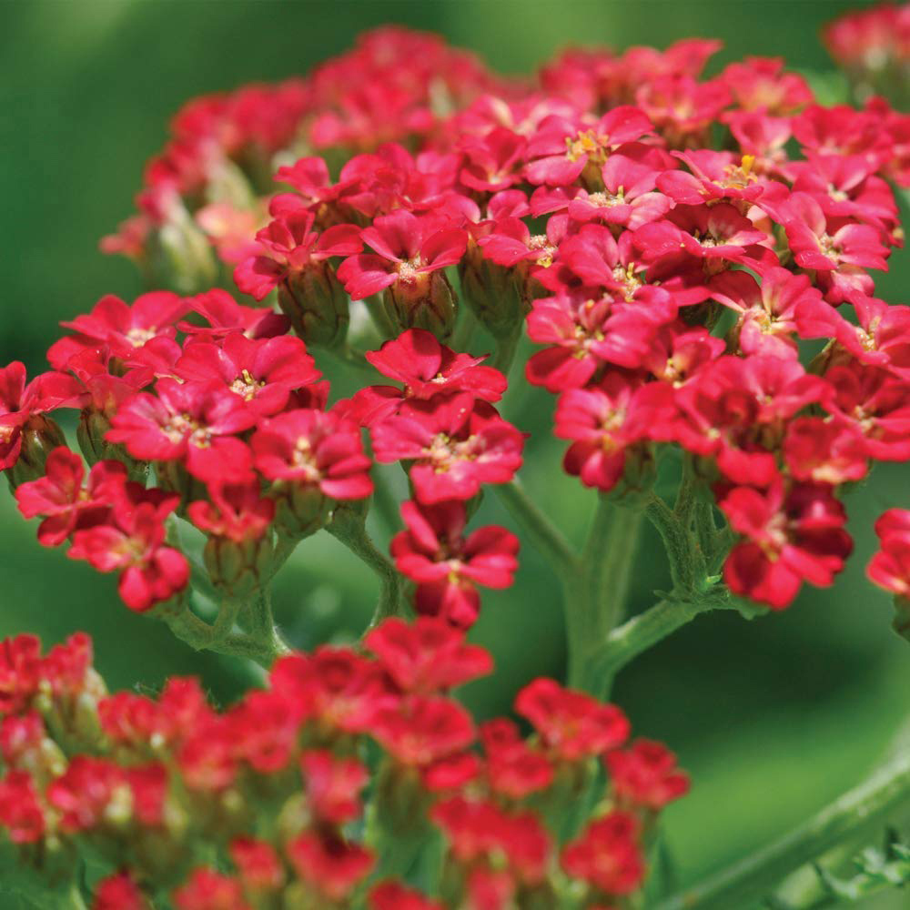 Thompson and Morgan Achillea Cerise Queen Plug Plant 24 Pack Image 2