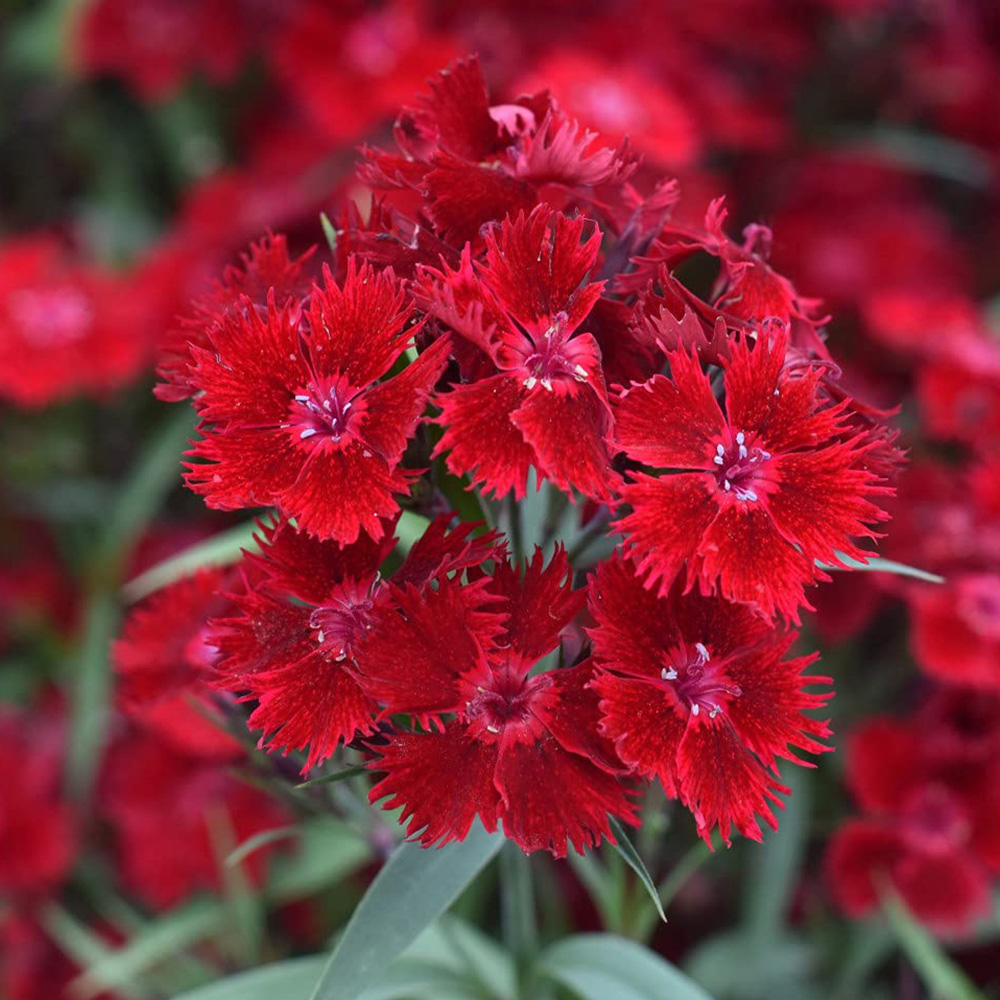 Thompson and Morgan Dianthus Pinks Rocking Red Plant Plug 72 Pack Image 1