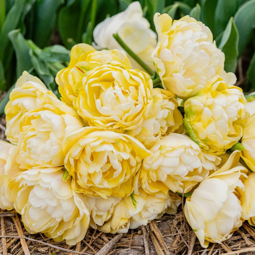 Thompson and Morgan Tulip Wedding Dream Planting Bulb 16 Pack Image 3