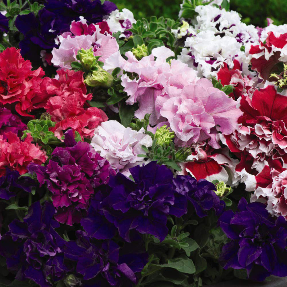 Thompson and Morgan Bedding Collection Plant Plug 144 Pack Image 3