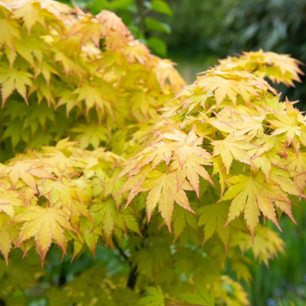 Thompson and Morgan Acer palmatum Orange Dream Plant Pot 3L Image 2