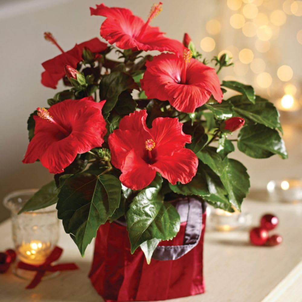 Thompson and Morgan Christmas Gift Hibiscus Flair Plant Pot 13cm Image 2