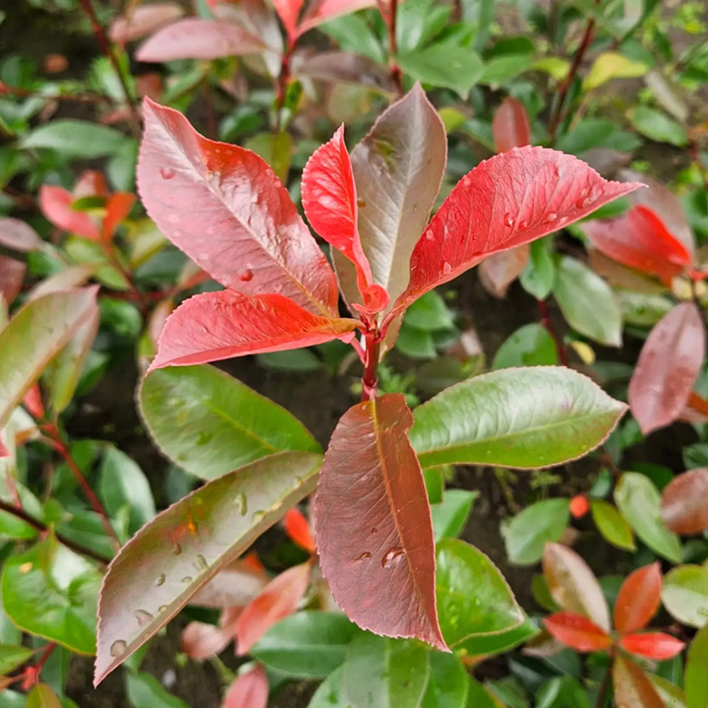 Inspirational Gifting Photinia Hedging Plants Evergreen Bare Root Tree 30-60cm 20 Pack Image 4