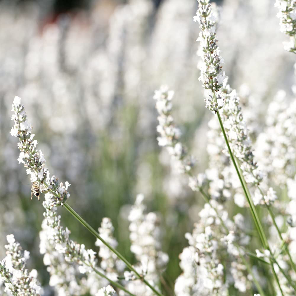 Thompson and Morgan Lavandula Lavender Angustifolia Arctic Snow Potted Plant 9cm Image 3