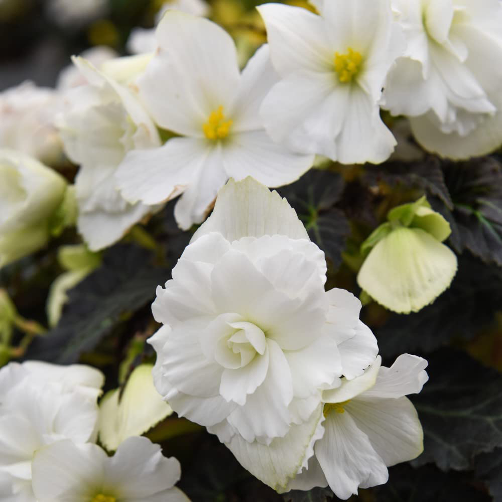 Thompson and Morgan Begonia Nonstop Joy Mocca White Garden Ready Plant 15 Pack Image 1