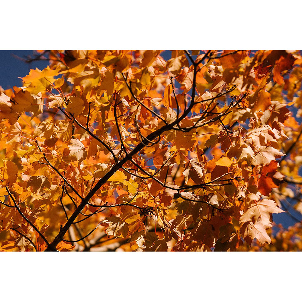 Inspirational Gifting Field Maple Bare Root Hedge Plant Saplings 4ft 10 Pack Image 2