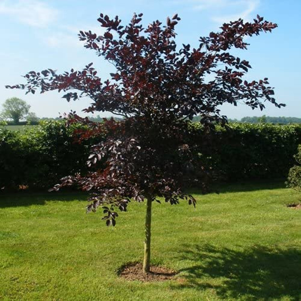 Inspirational Gifting Purple Beech Semi-Evergreen Bare Root Hedge Plant 2-3ft 5 Pack Image 2