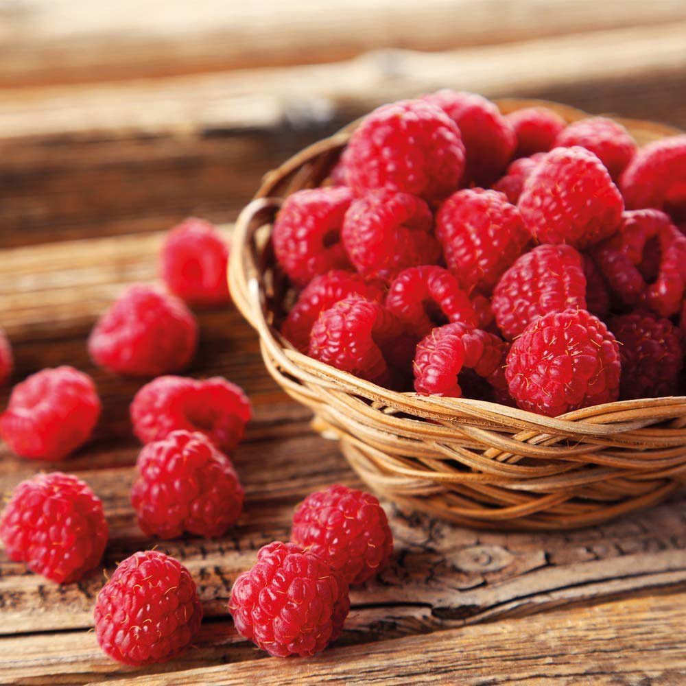 Thompson & Morgan Raspberry Polka Autumn Fruiting Cane Plant 12 Pack Image 3