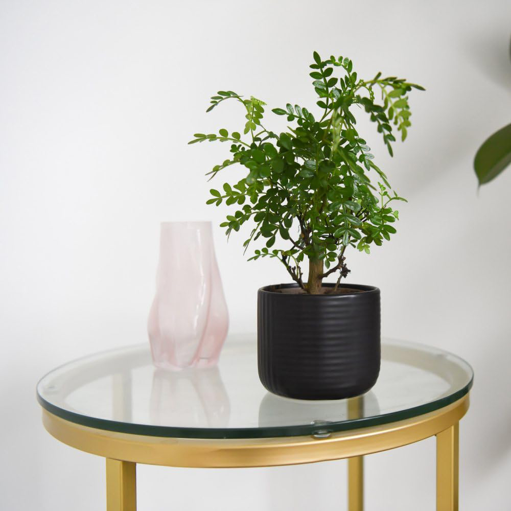 Thompson and Morgan Bonsai Mix in Round Ceramic Potted Plant 11cm Image 2