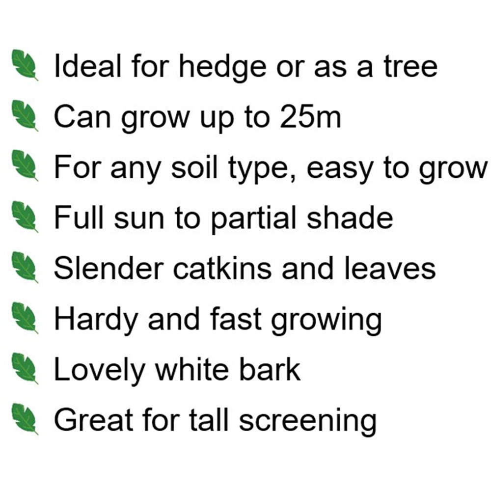 Inspirational Gifting Silver Birch Bare Root Hedge Plant Sapling 4ft 20 Pack Image 4