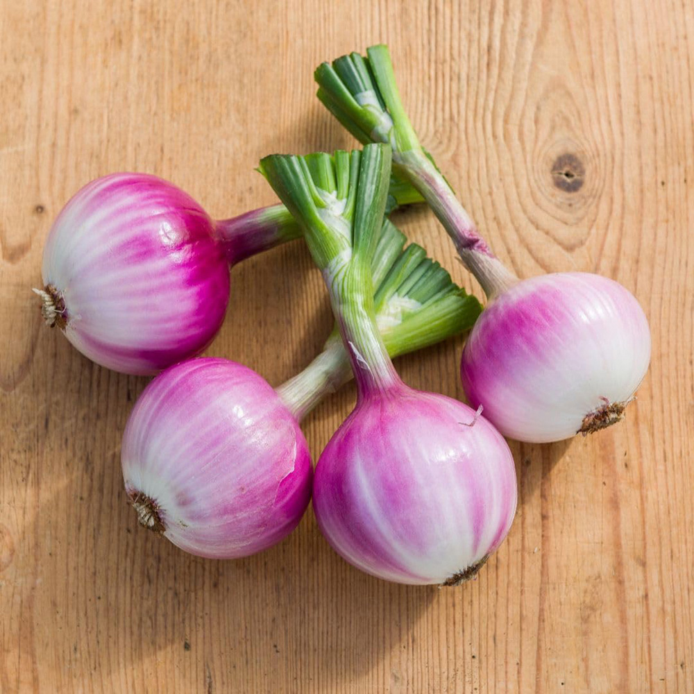 Thompson and Morgan Onion Allium Cepa Ruby Red Seed Packet Image 3