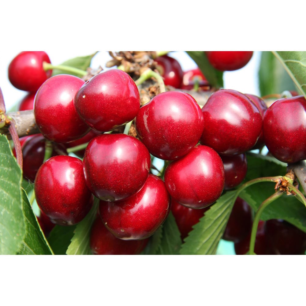 Frank P Matthews Trees Cherry Prunus Sunburst Colt Bush Tree in Pot 12L Image 2