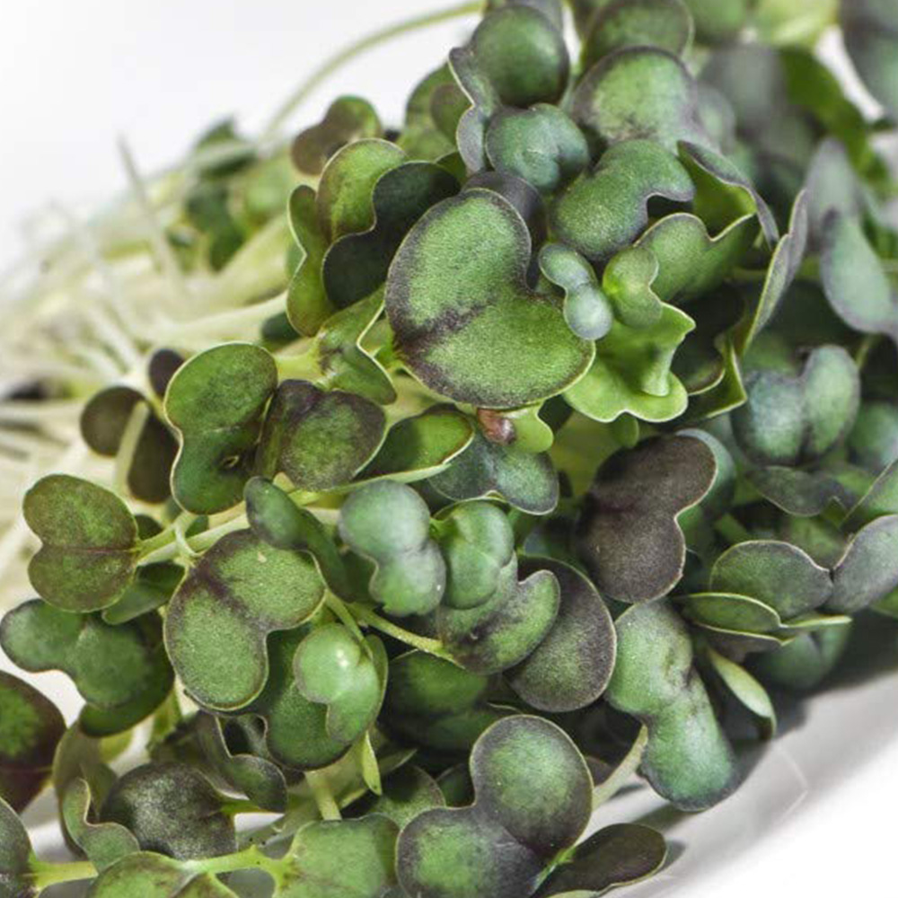 Thompson & Morgan Microgreens Mizuna Red Empire F1 Seeds Image 1