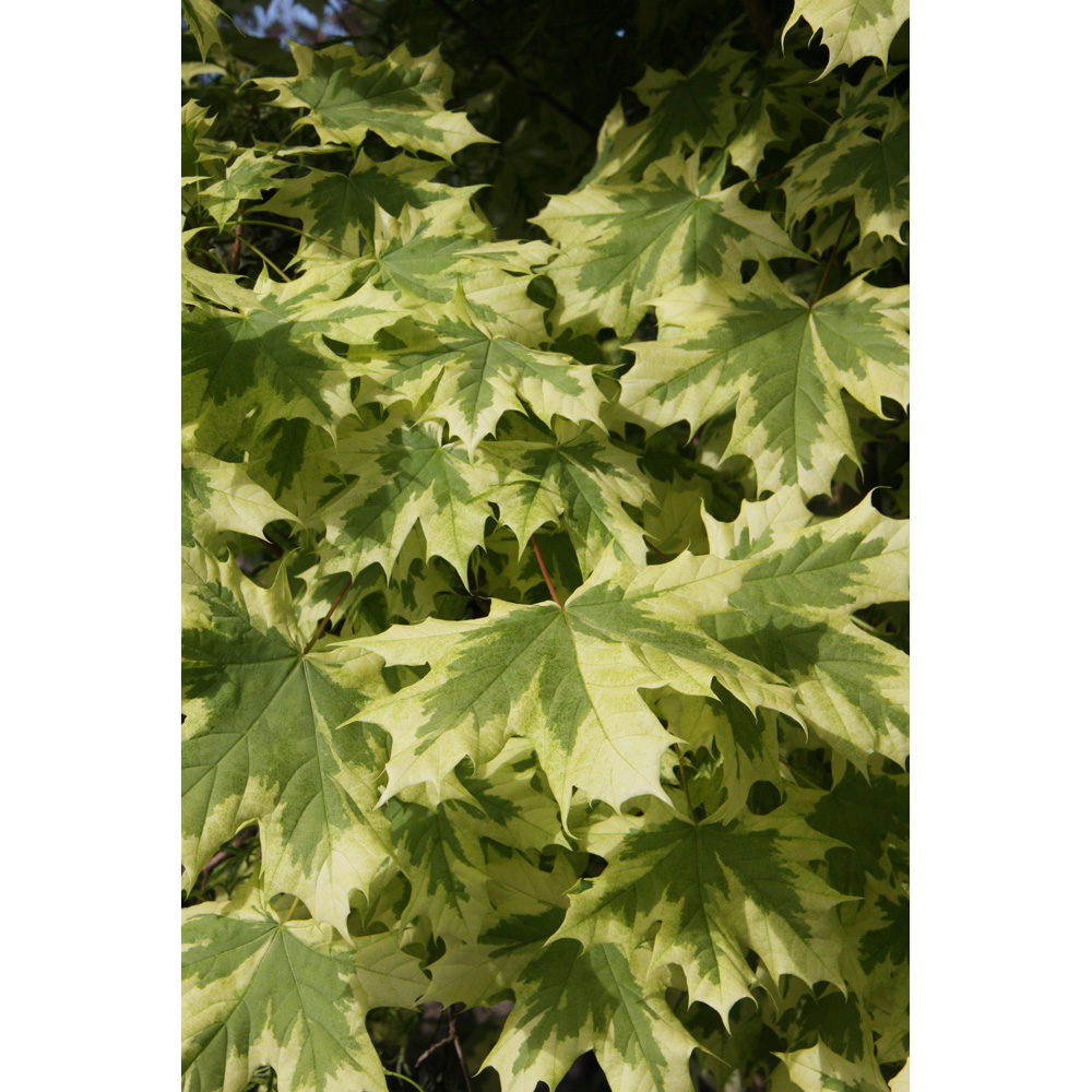 Frank P Matthews Trees Acer Pla Drummondii Tree in Pot 12L Image 2