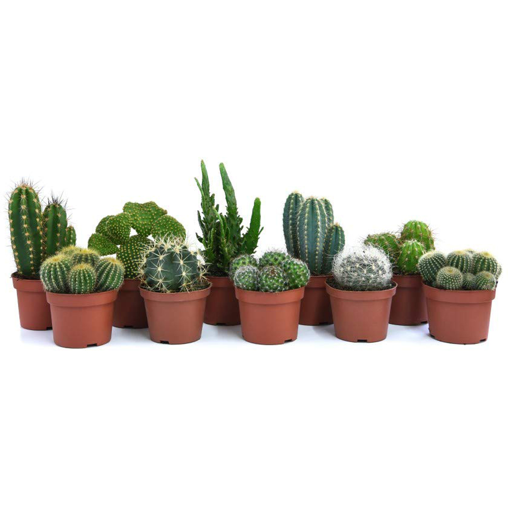 Thompson & Morgan Cactus Mixed Potted Plant 5.5cm 3 Pack Image 2