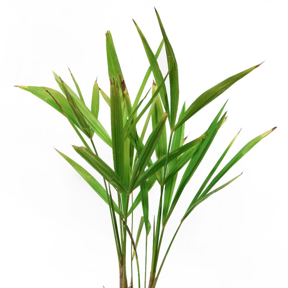 Thompson and Morgan Trachycarpus Fortunei Seed Packet Image 2