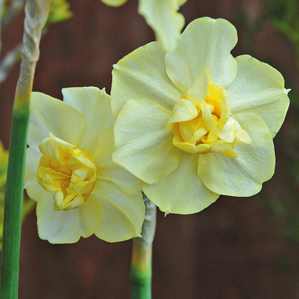Thompson and Morgan Daffodil Cheerfulness Yellow Planting Bulb 16 Pack Image 2