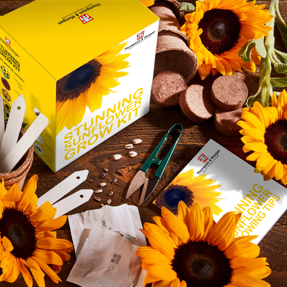 Thompson & Morgan Stunning Sunflower Seed Grow Kit Image 4