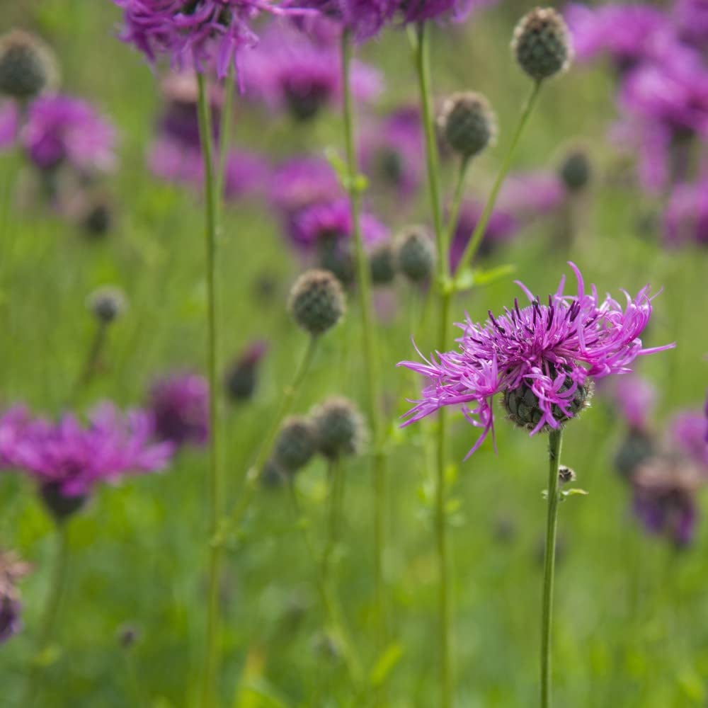 Thompson and Morgan Centaurea Nigra Potted Plant 1L Image 2